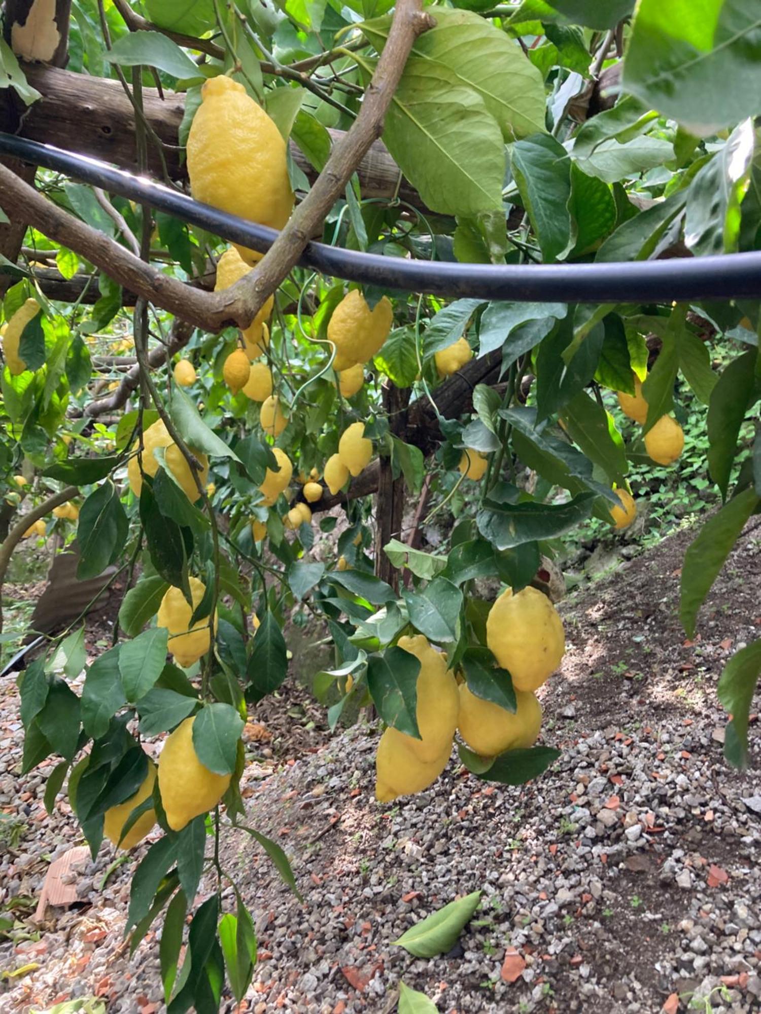 B&B I Limoni ราเวลโล ภายนอก รูปภาพ